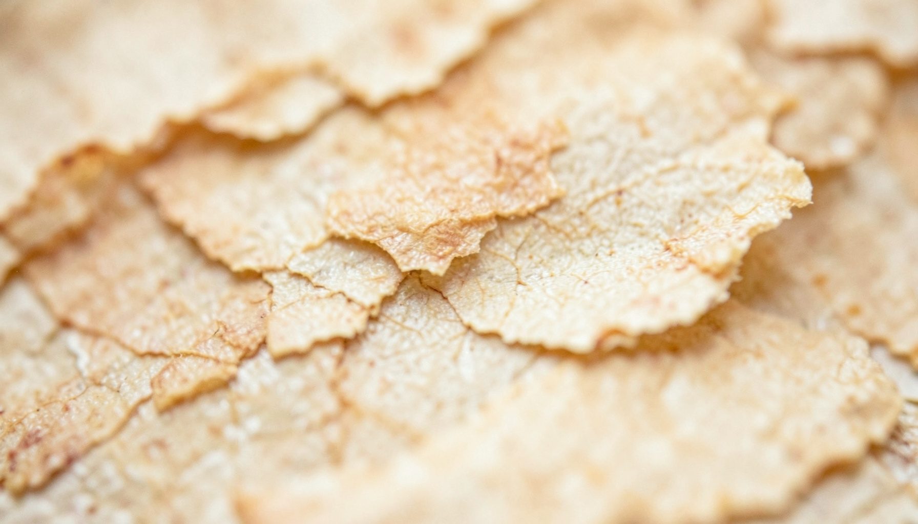 Extreme close-up photograph of aged parchment fibers in warm ivory and pale ochre tones, conveying an atmosphere of antiquity and quiet study.