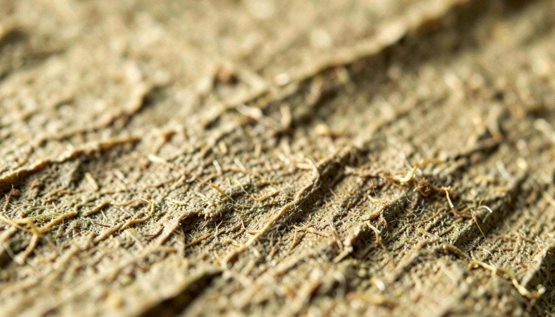 Extreme close-up photograph of aged parchment fibers in warm taupe and olive, showing a weathered cross-grain texture under low golden light